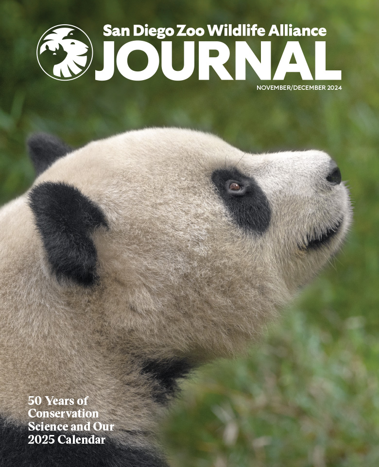 Close-up, profile view of a panda's face