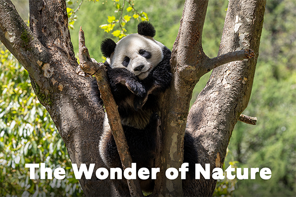 The Wonder of Nature - Panda in tree