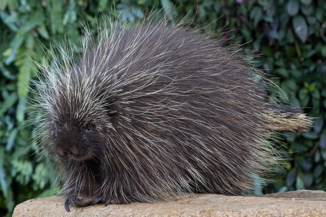 Porcupine