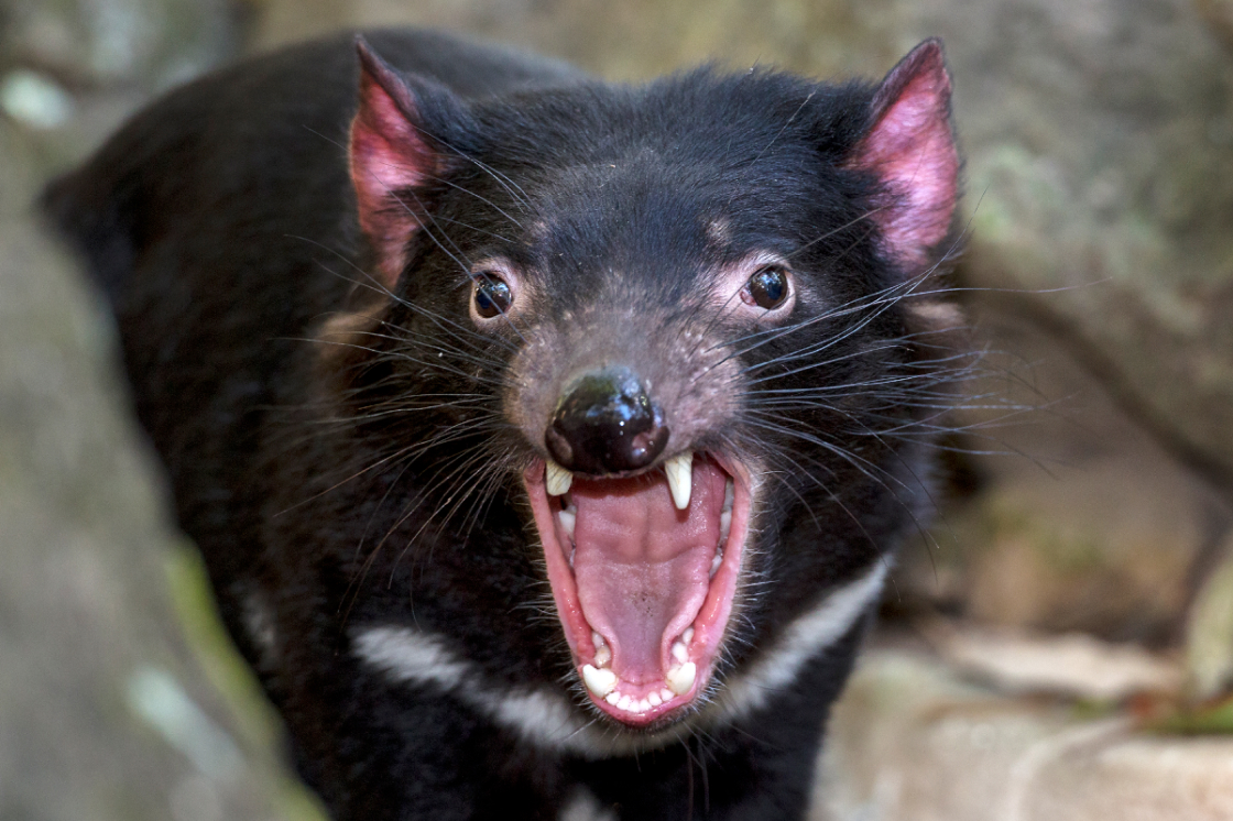 Tasmanian Devil