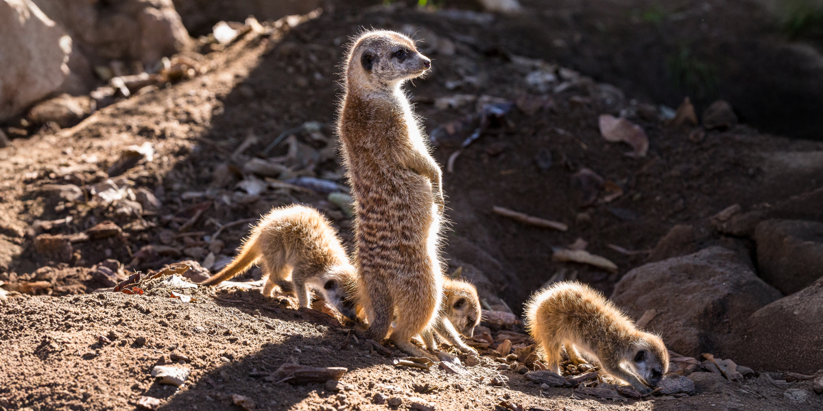 Meerkats