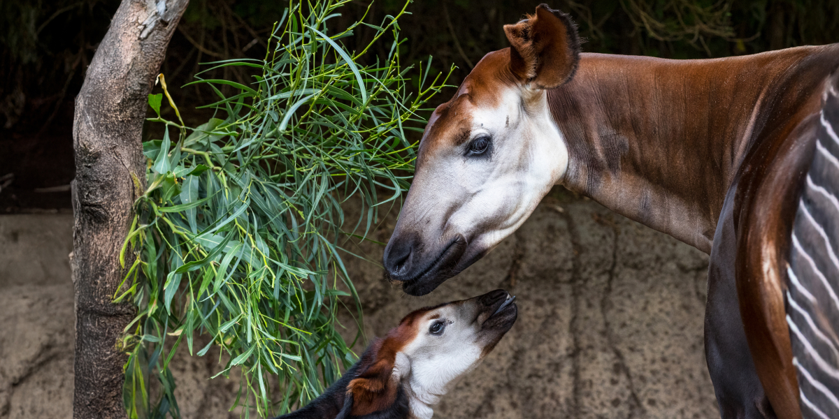 Okapi