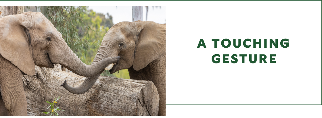 Elephants