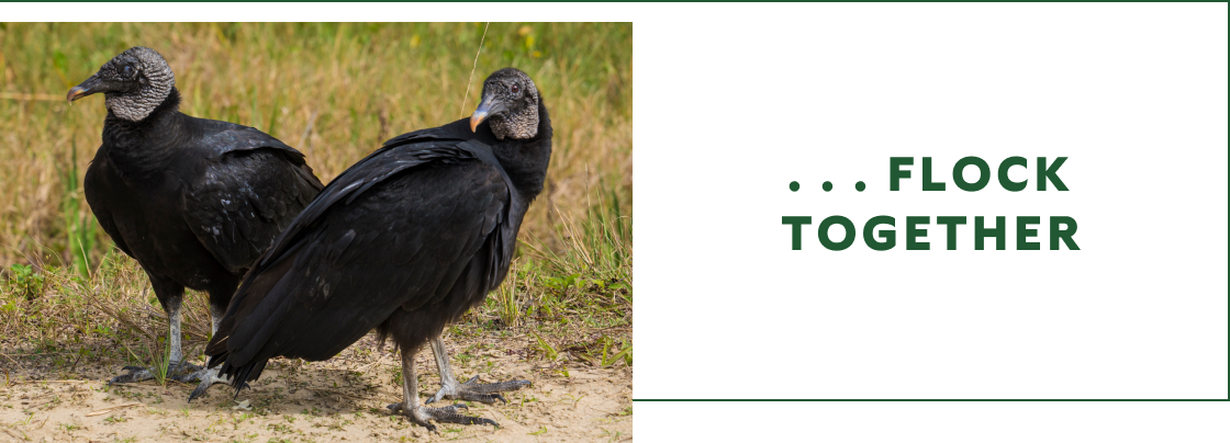 Black Vultures