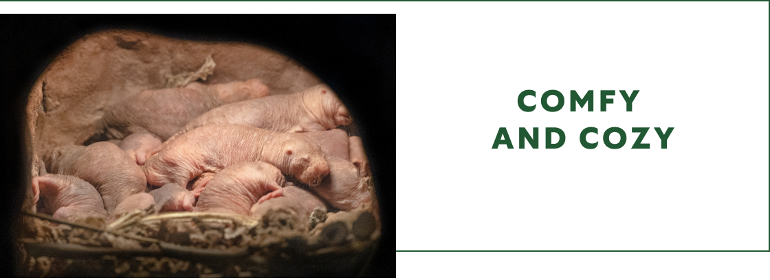 Naked mole rats