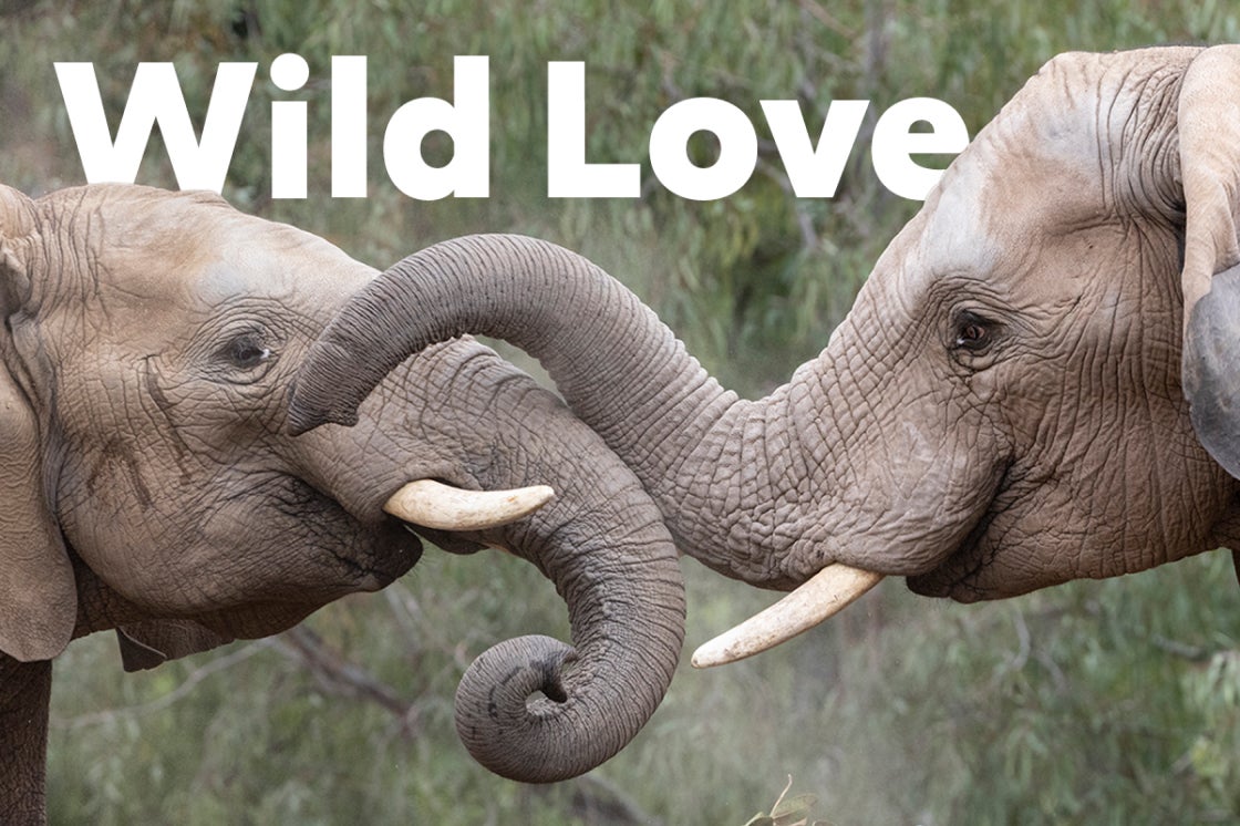 Two elephants, Wild Love