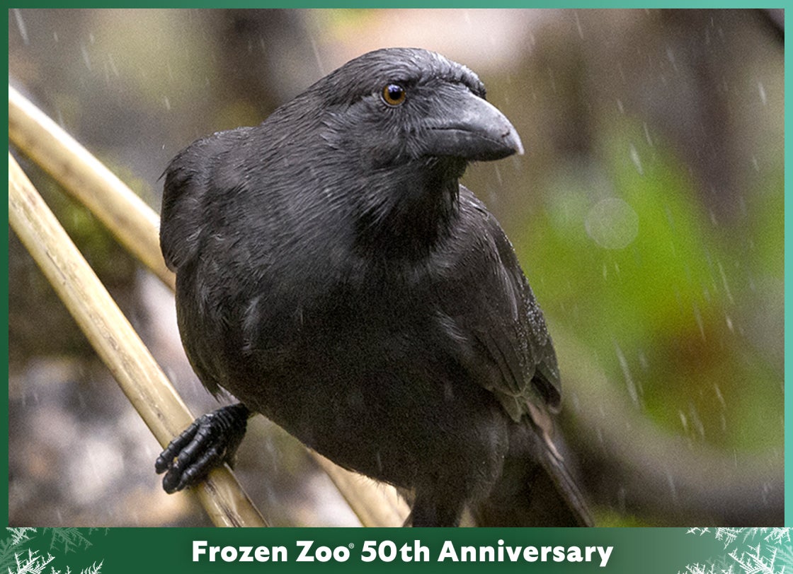 Alala - Frozen Zoo 50th Anniversary