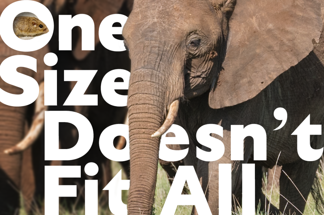 One size doesn't fit all - Elephant image