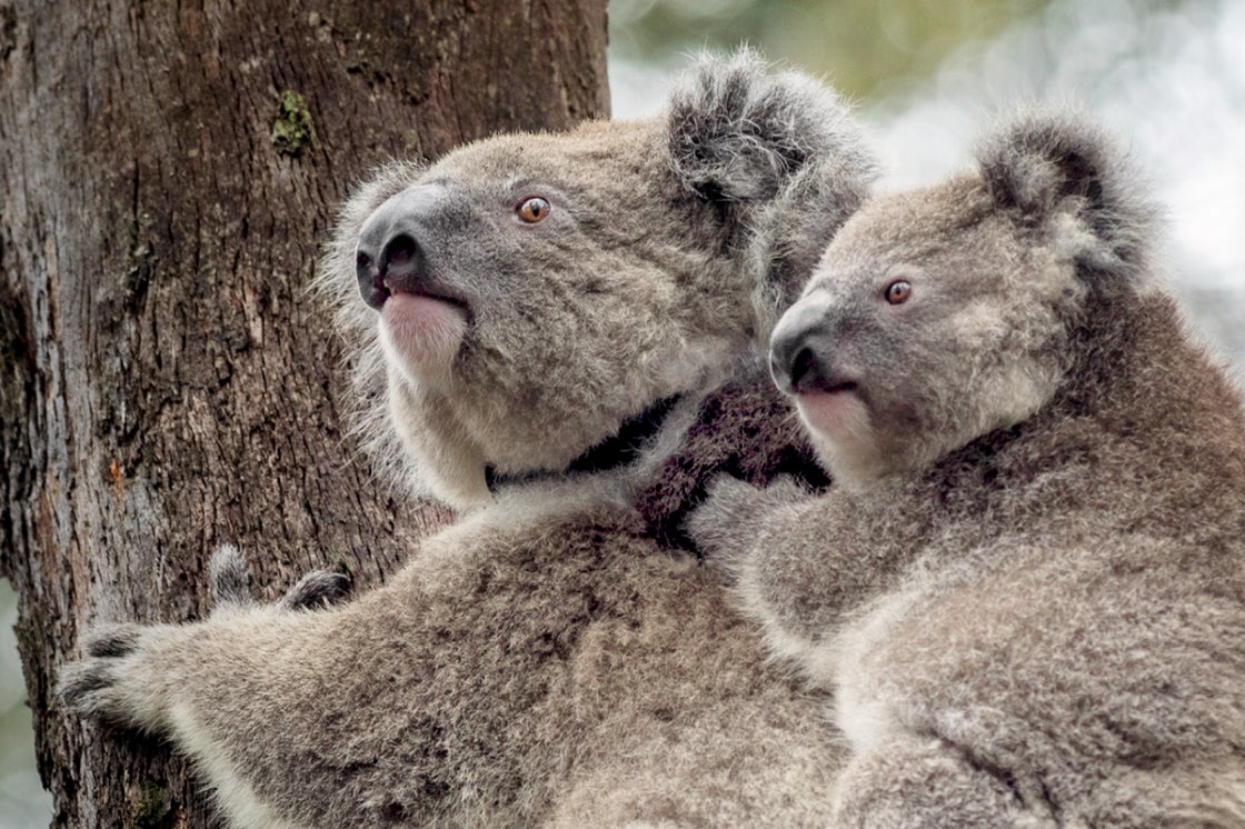 Two Koalas