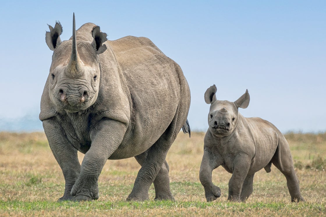 Two Rhinos