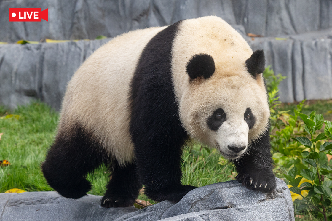 Giant Panda Live