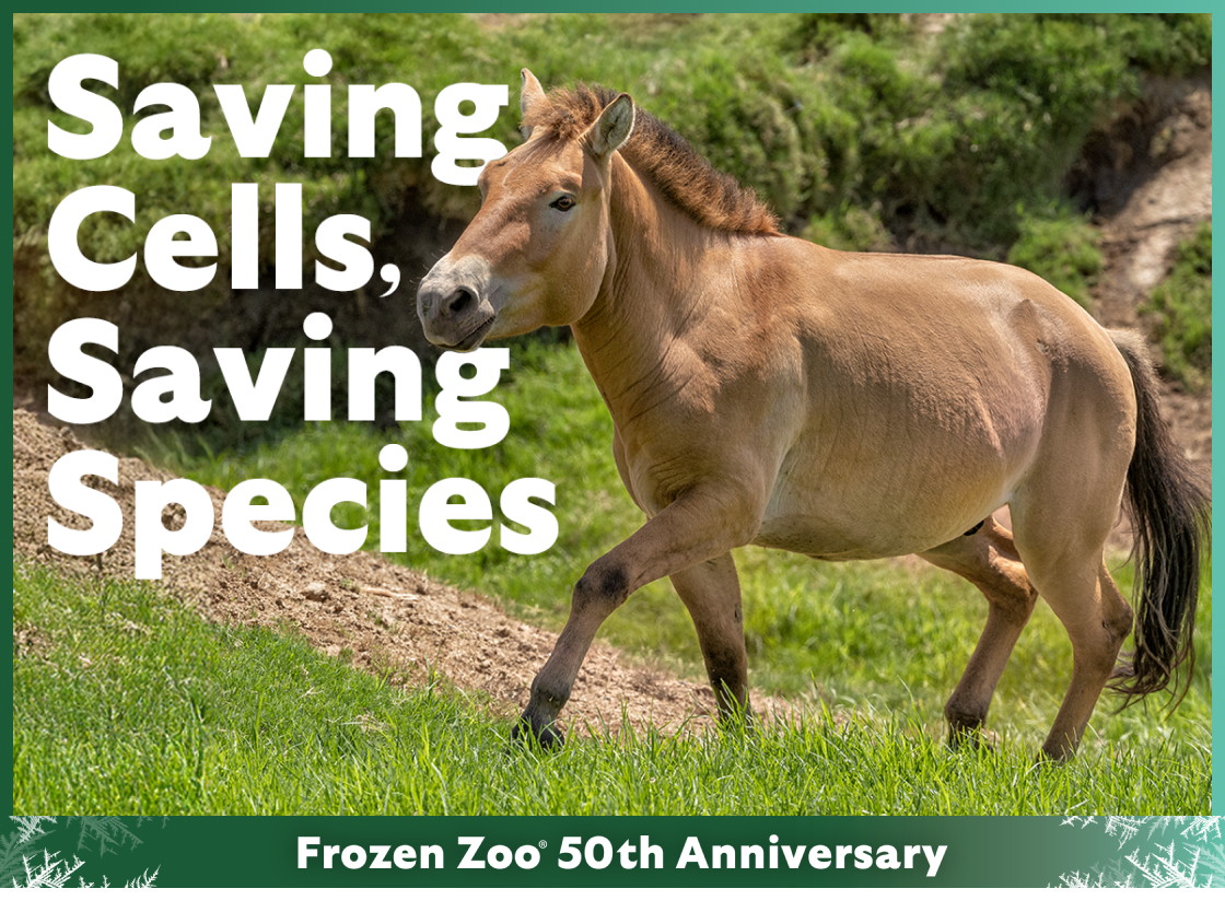 Saving Cells, Saving Species - Horse Image