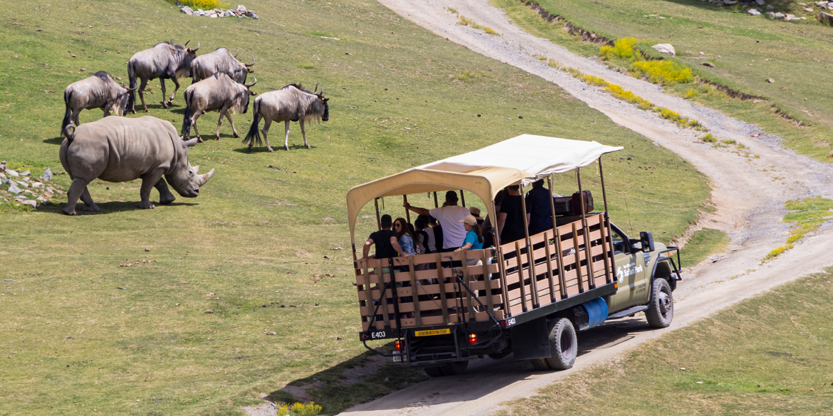 Safari Cart and wild animals