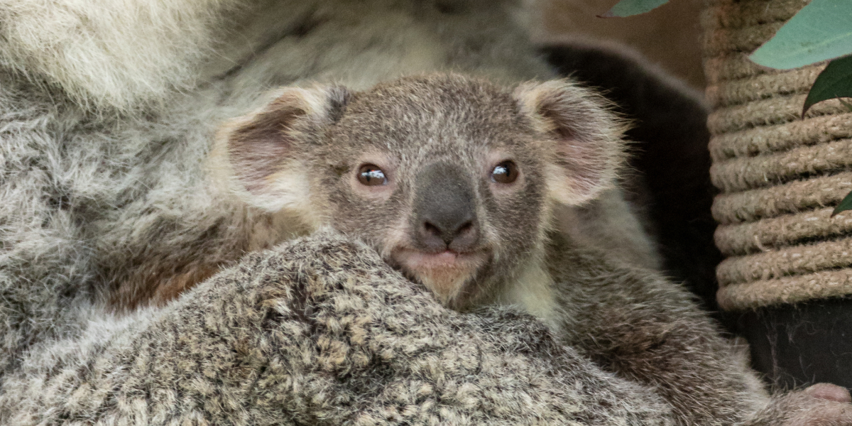 Koala