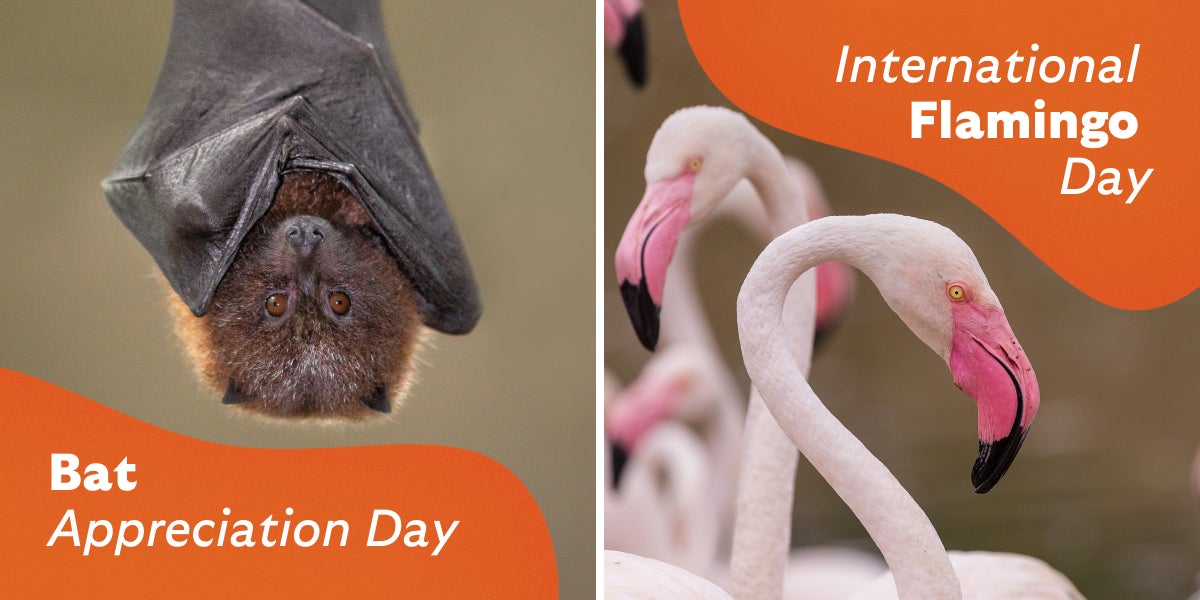 Bat appreciation day - International flamingo day