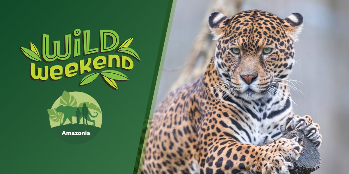 Wild Weekend Amazonia