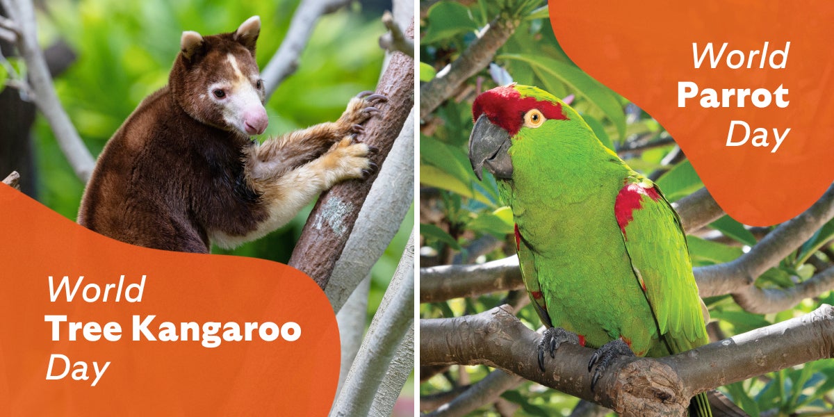 Bat appreciation day - International flamingo day