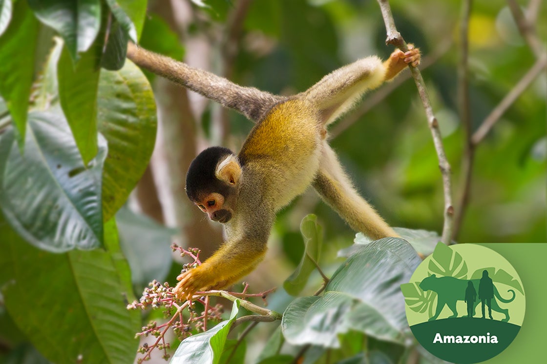 Monkey - Amazonia