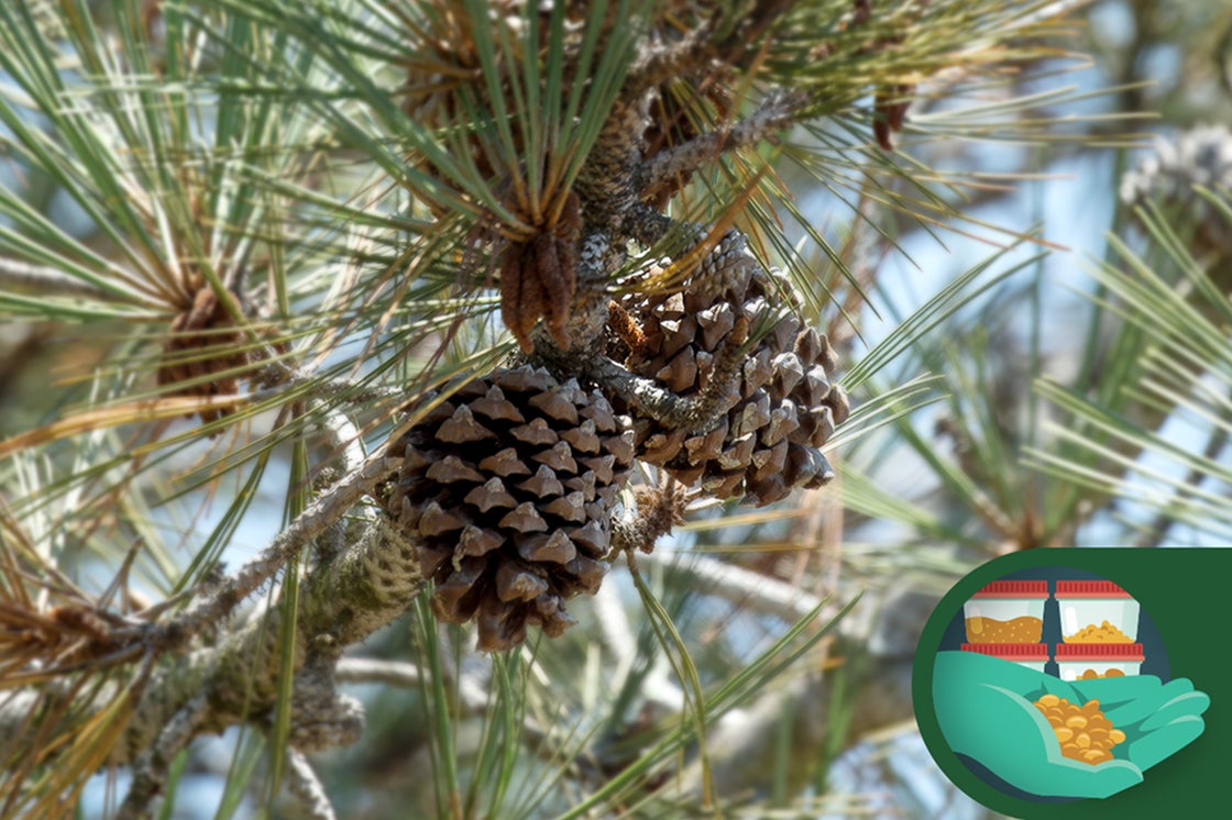Pine cones