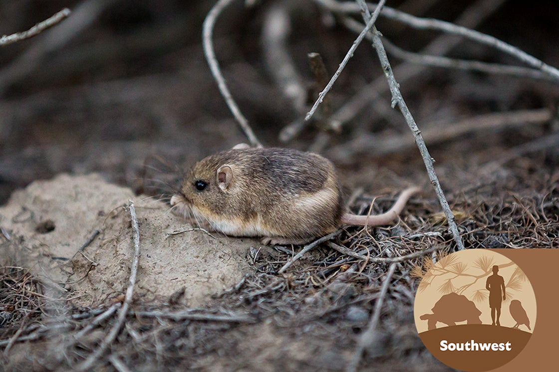 Mouse - Southwest