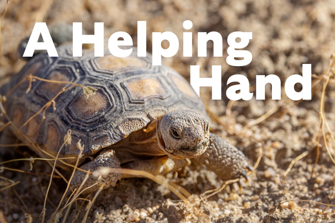 A Helping Hand - Tortoise image