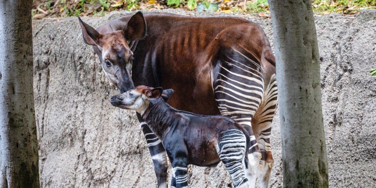 Okapi calf and mother