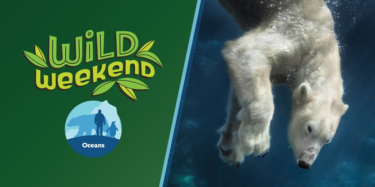 Wild Weekend Logo Oceans Logo Polar Bear image