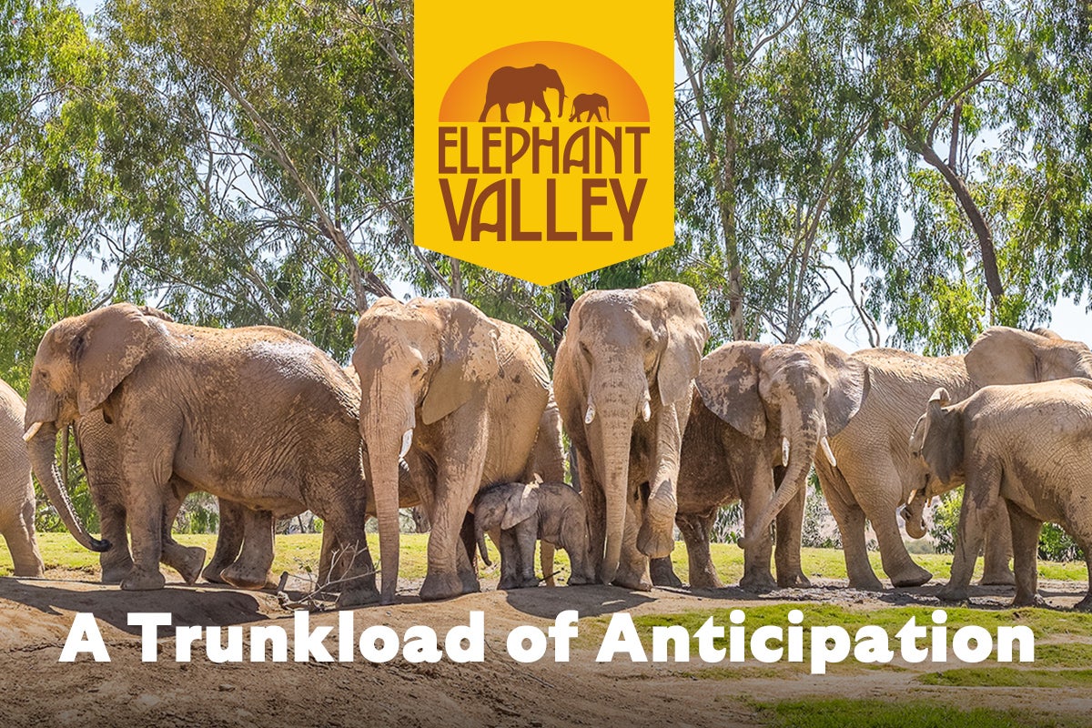 A Trunkload of Anticipation - image of elephant herd