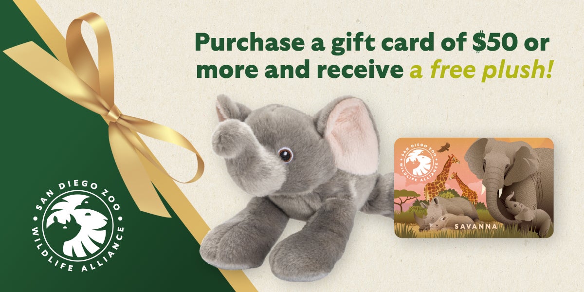 Purchase a gift card of $50 or more and receive a free plush!