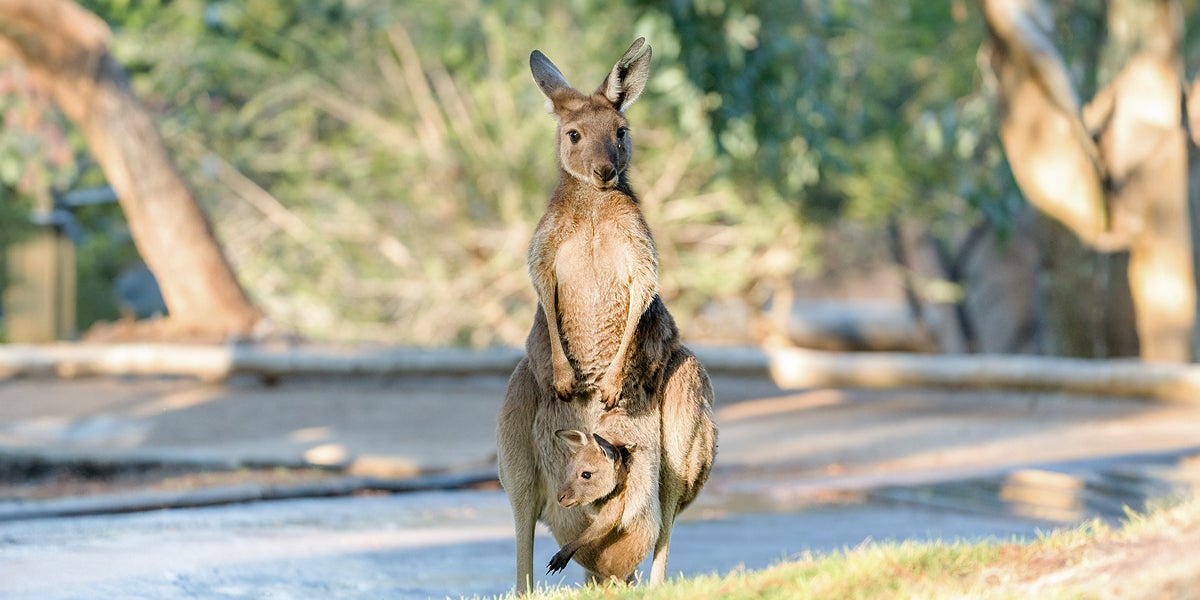 Kangaroo