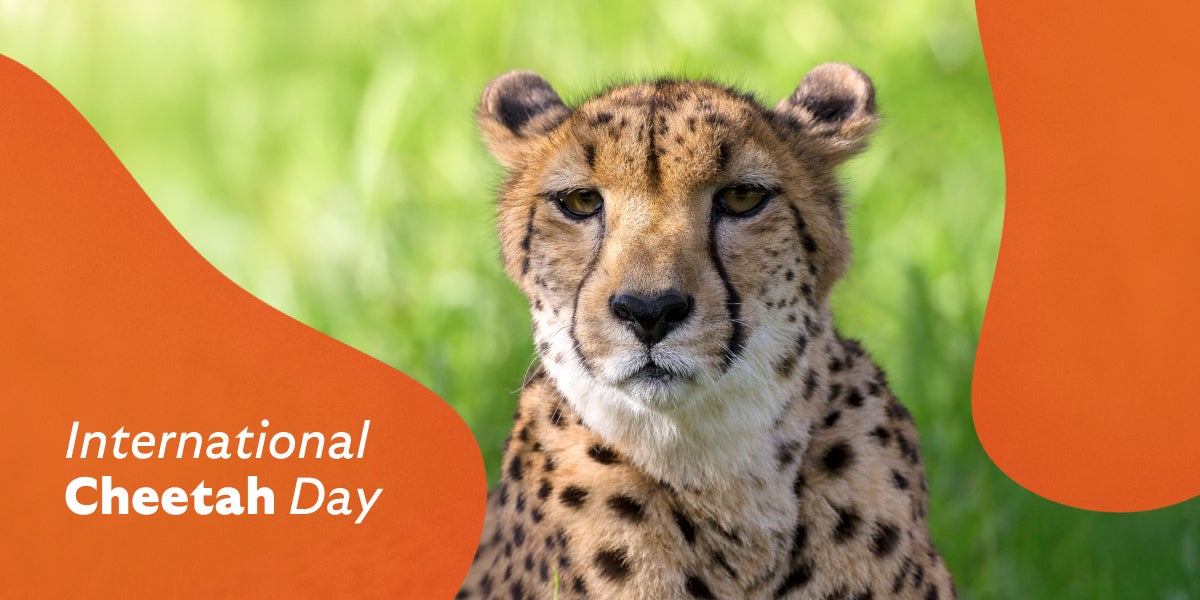 International Cheetah Day - Cheetah image