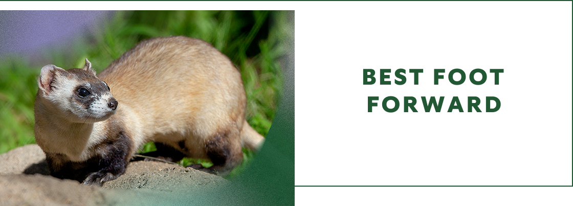 BEST FOOT FORWARD - Ferret
