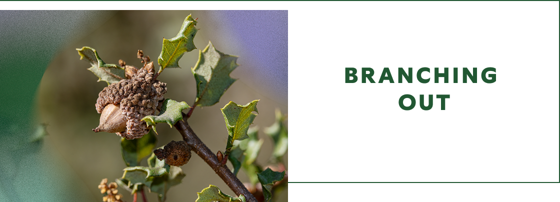 BRANCHING OUT - img branch