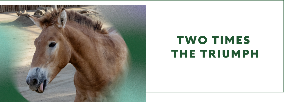 TWO TIMES THE TRIUMPH _ IMG HORSE