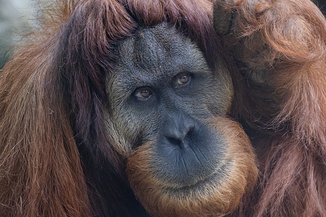 Orangutan