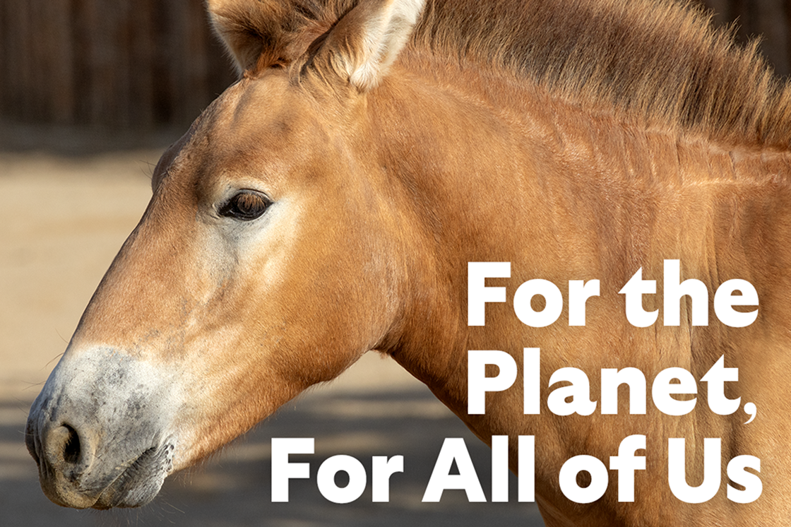 For the planet, for all of us - horse image