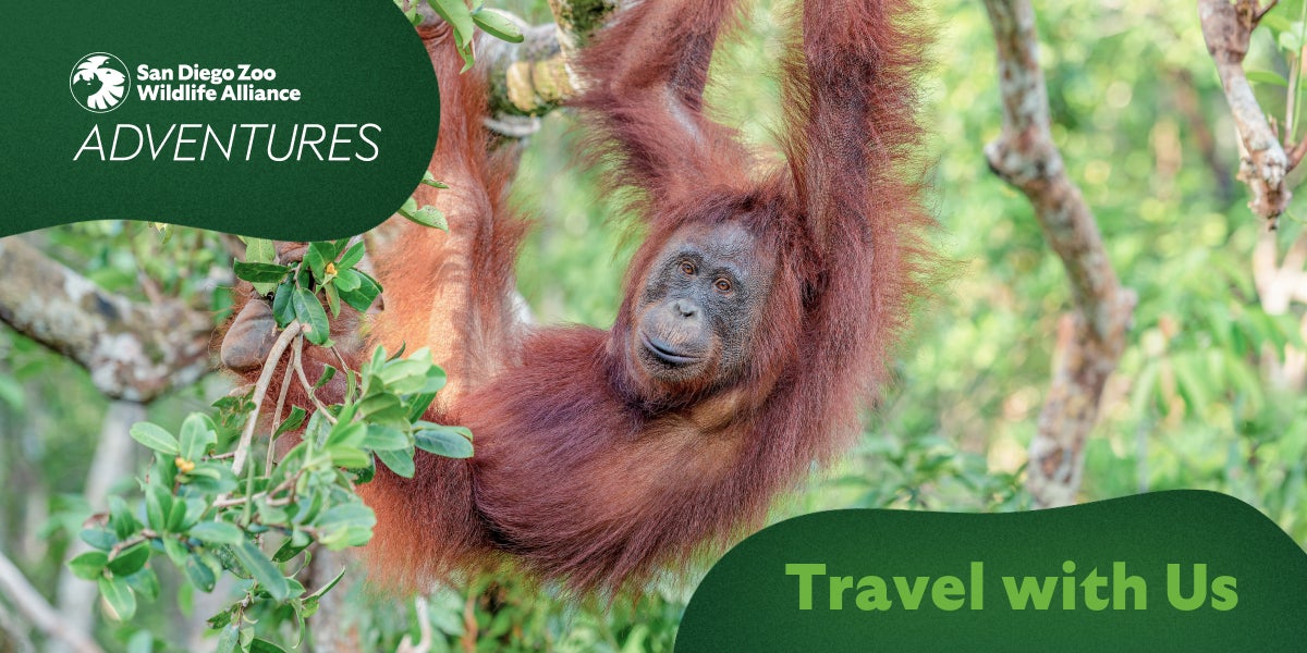 San Diego Zoo Wildlife Alliance Adventures - Orangutan image