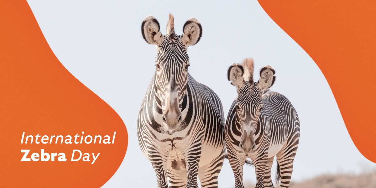 International Zebra Day - Zebra image