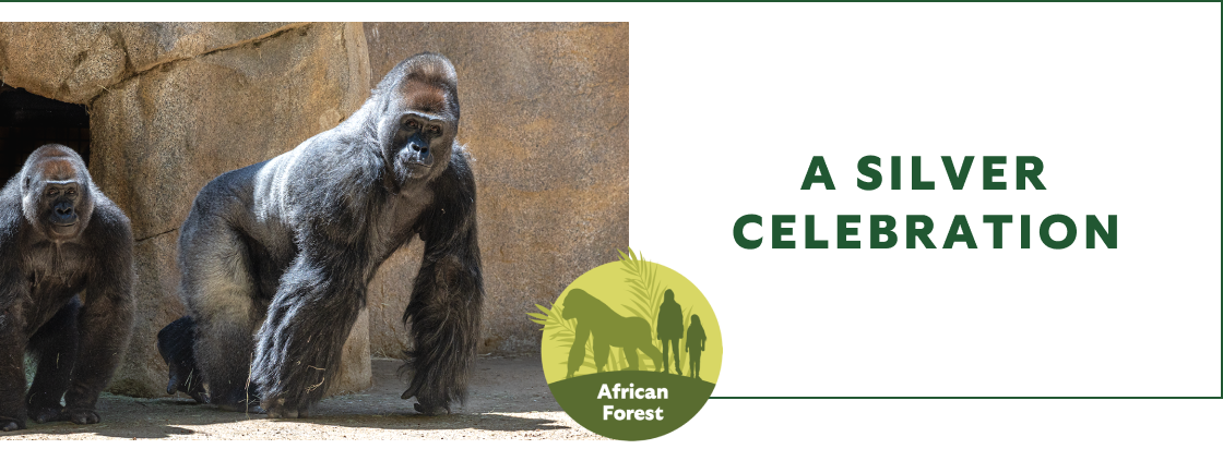 A Silver Celebration