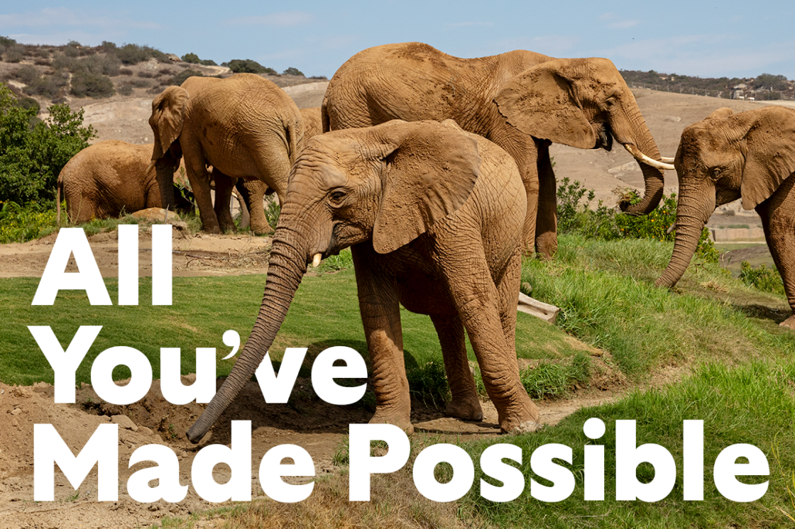 All you've made possible - elephants image