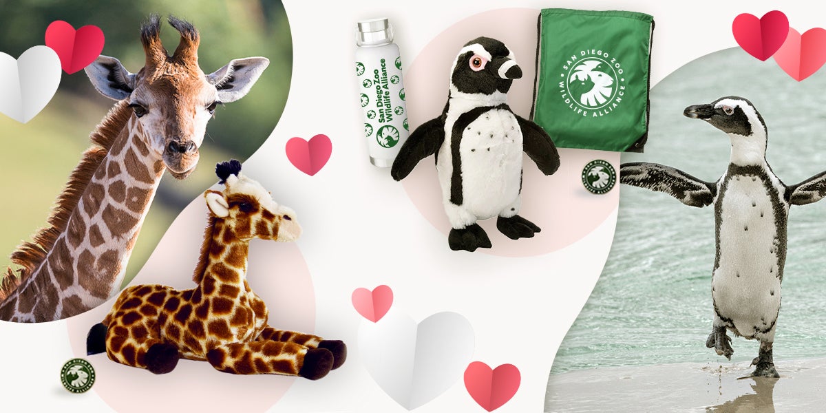 Animal plushes and merchandise