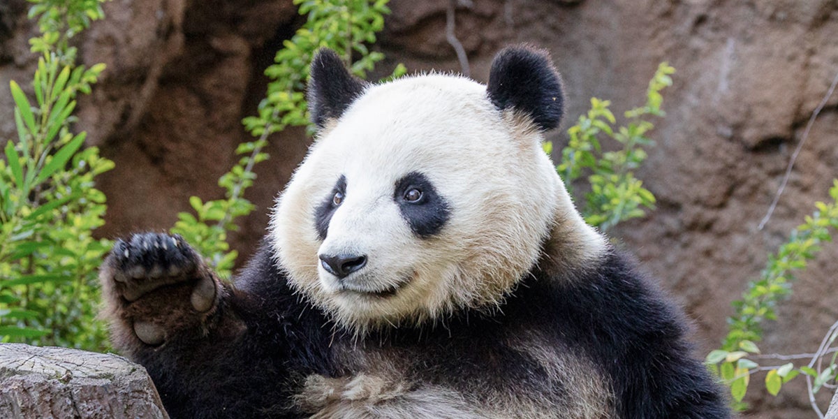 Panda