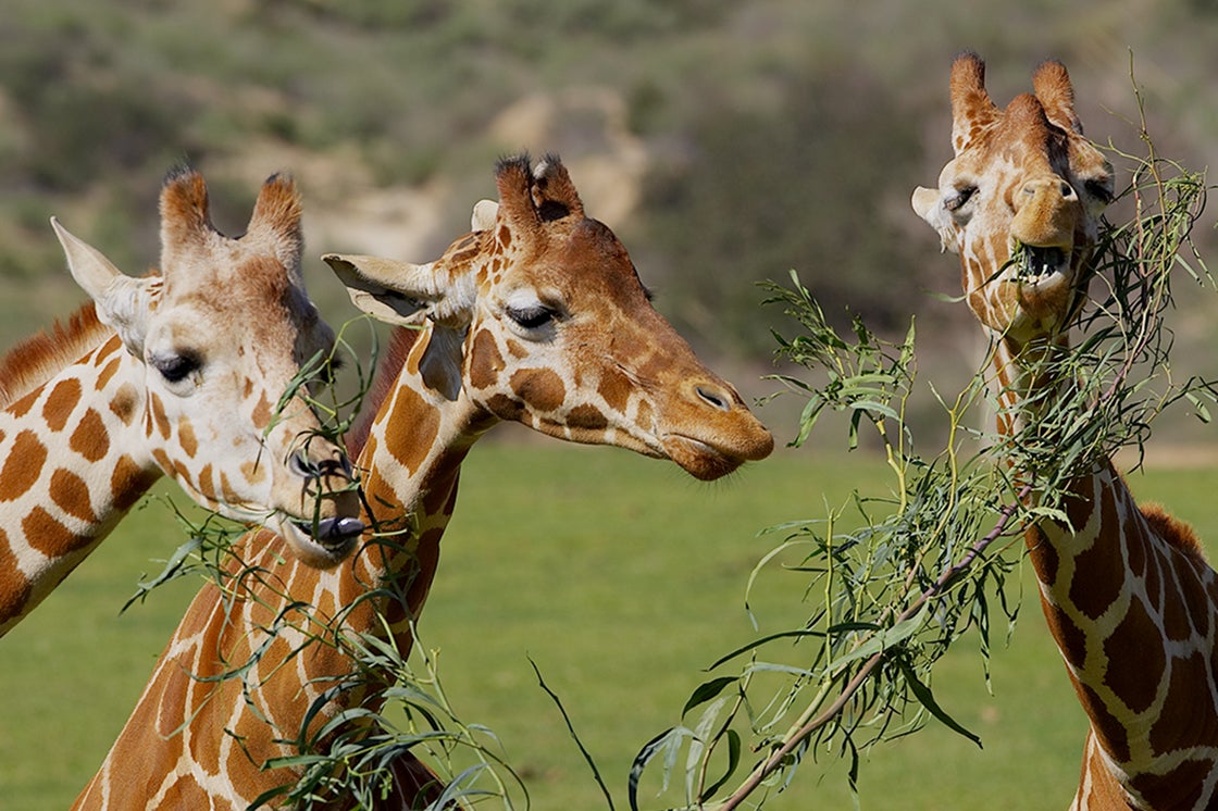 Giraffes