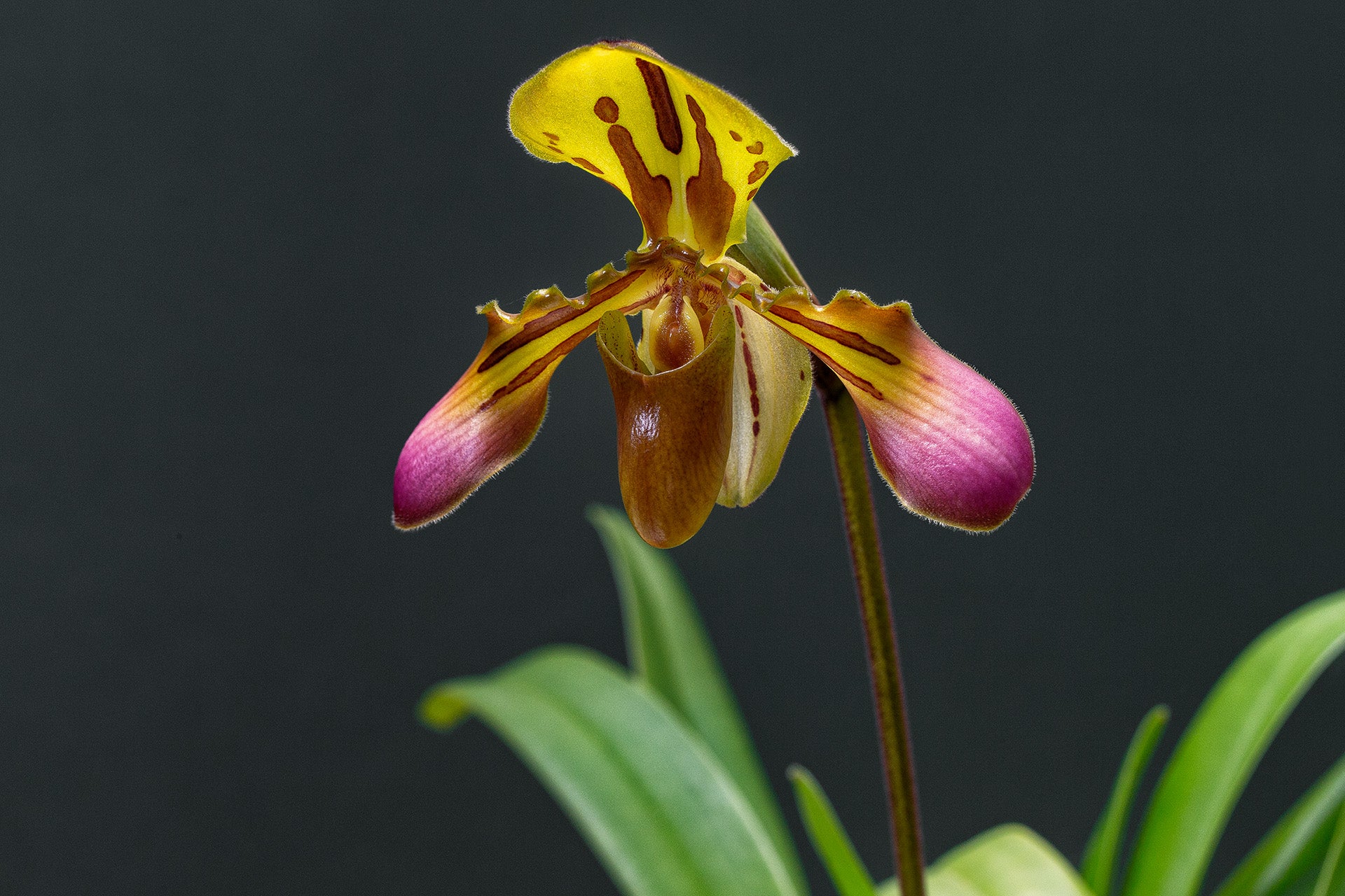 Endangered Orchid