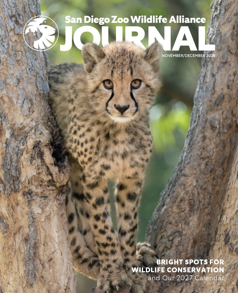 Young cheetah standing, balancing between tree branches 