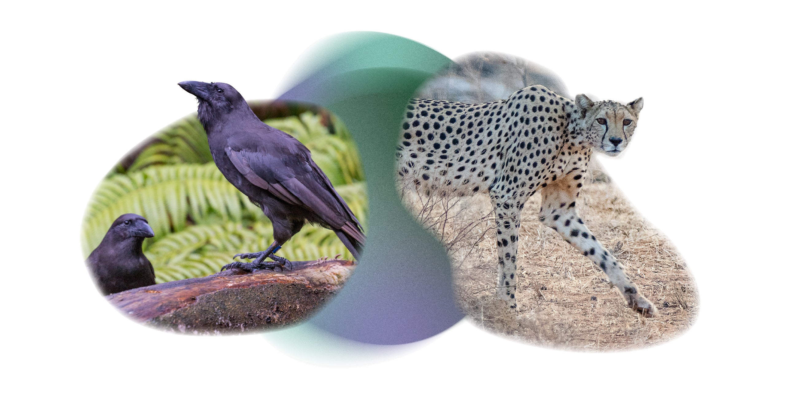 'alala bird and cheetah