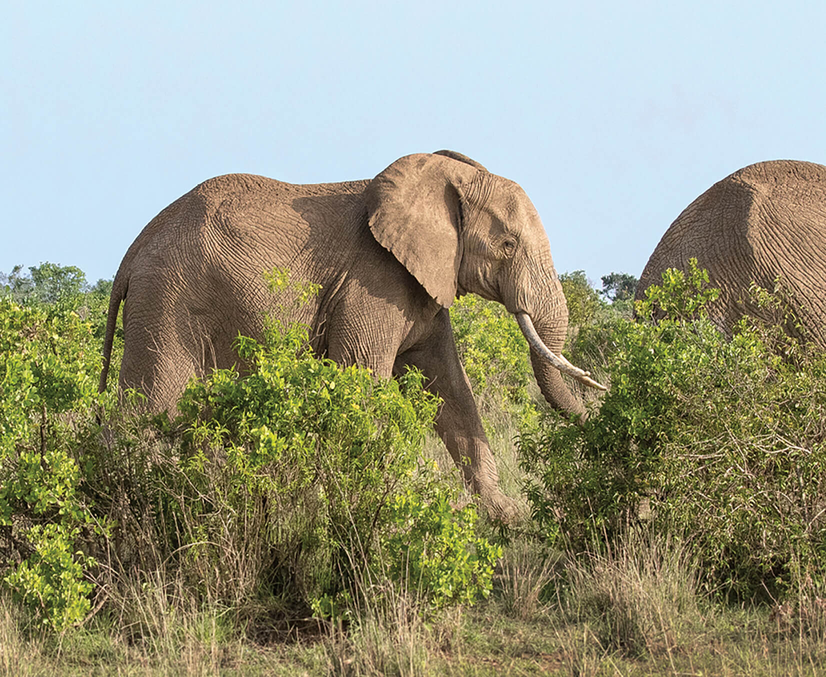 elephants