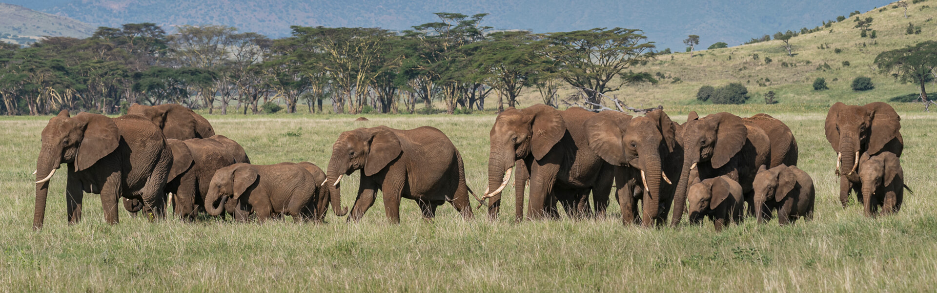 elephants