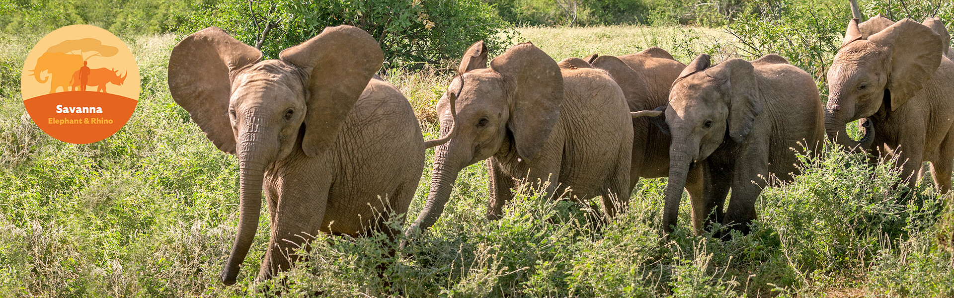 reteti elephants