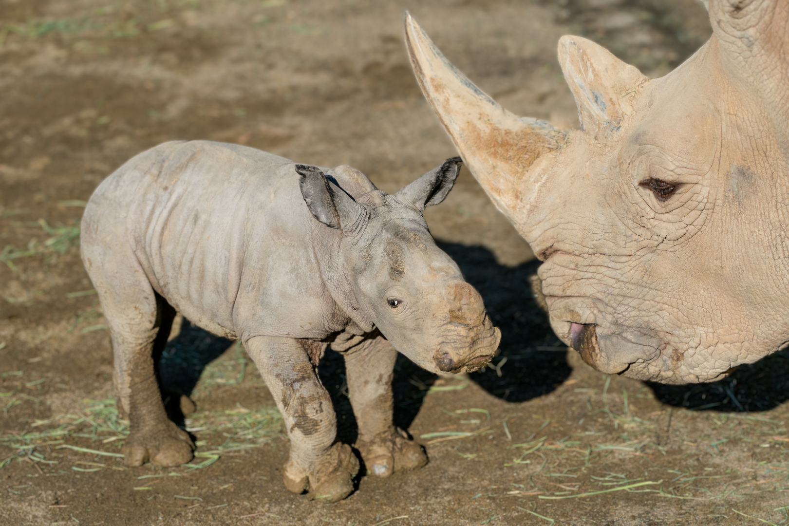 rhino baby with adult rhino